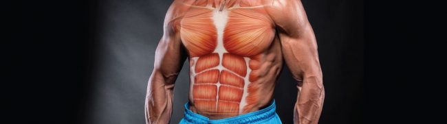 The 10 Basic Commandments of Bulding Muscle (Part 1)
